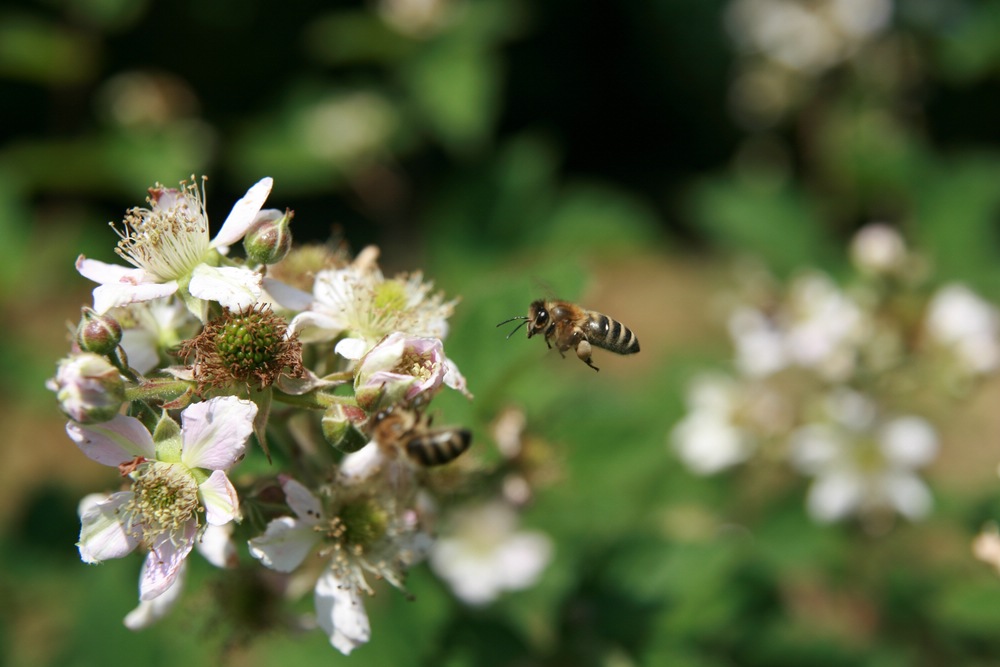 Biene im Anflug auf Brombeerblüte