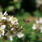 Biene im Anflug auf Brombeerblüte