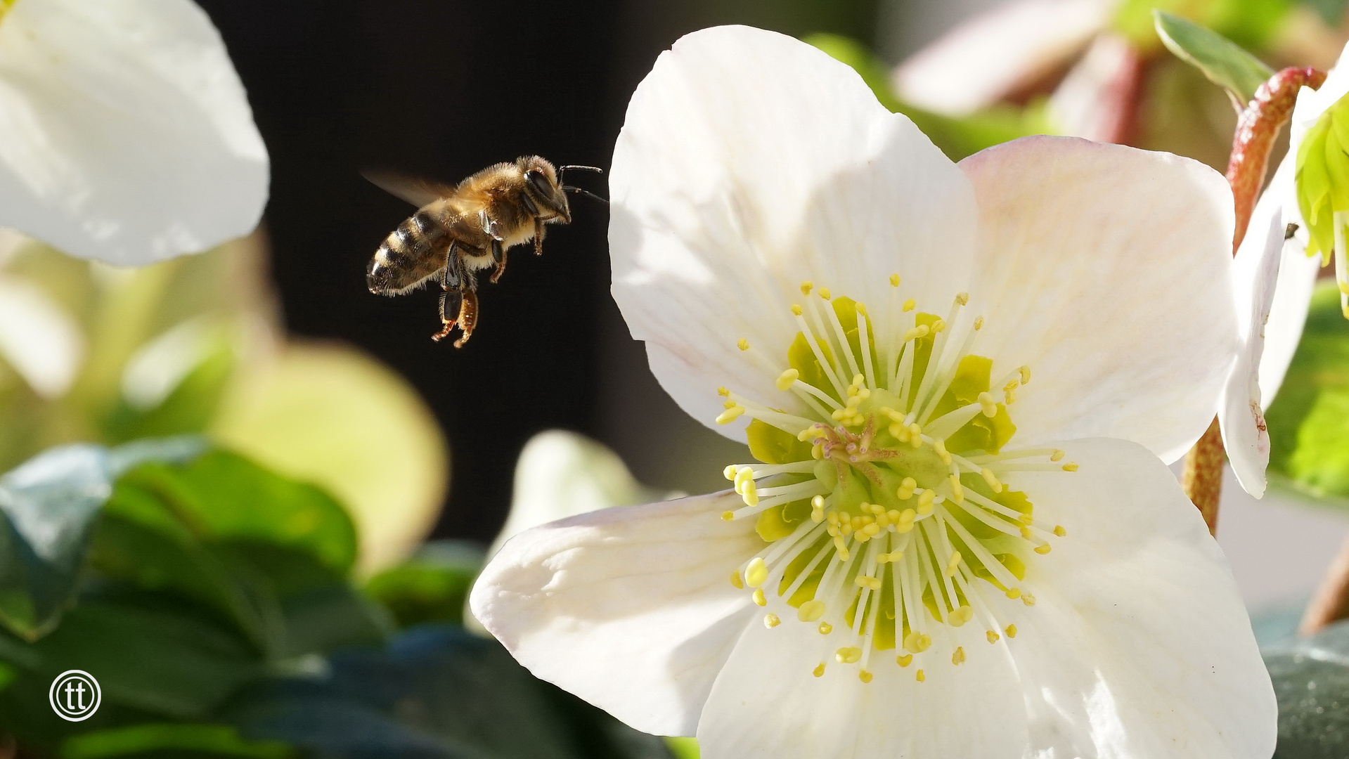 Biene im Anflug auf Christrose