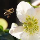 Biene im Anflug auf Christrose
