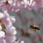 Biene im Anflug auf das Blütenmeer