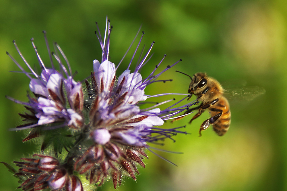 Biene im Anflug auf den Bienenfreund