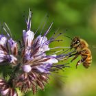 Biene im Anflug auf den Bienenfreund