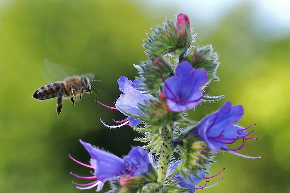 Biene im Anflug auf den blauen Natternkopf 