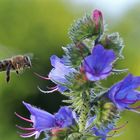 Biene im Anflug auf den blauen Natternkopf 