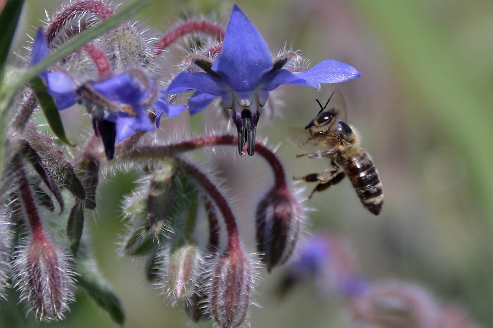 Biene im Anflug auf den Borretsch