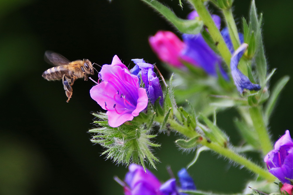 Biene im Anflug auf den gewöhnlichen Natternkopf