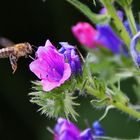 Biene im Anflug auf den gewöhnlichen Natternkopf