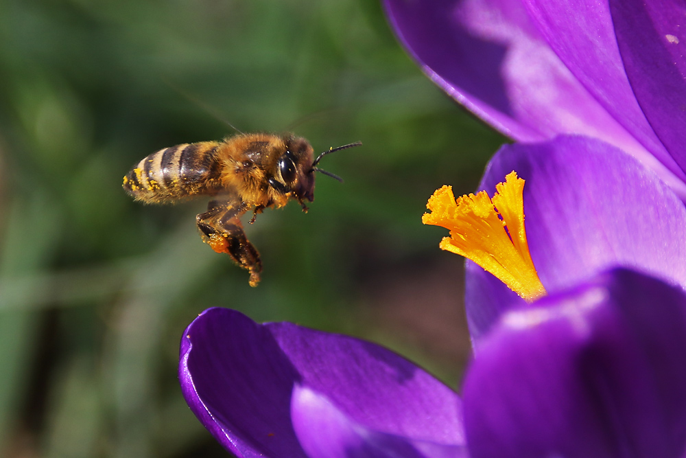 Biene im Anflug auf den Krokus