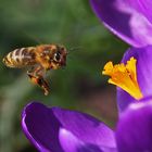 Biene im Anflug auf den Krokus