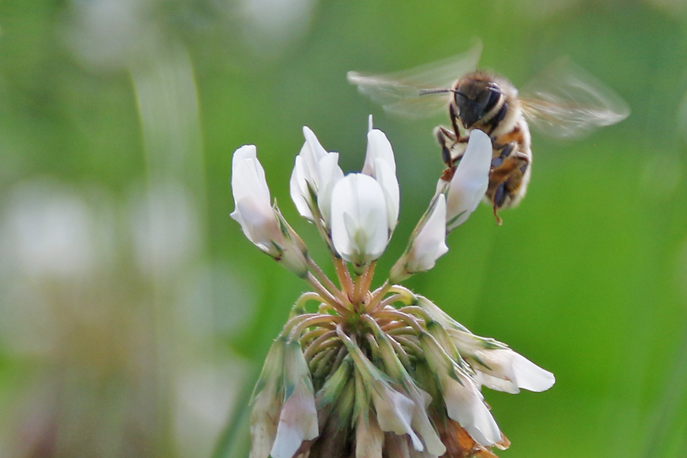 Biene im Anflug auf den Weißklee 