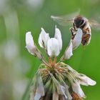 Biene im Anflug auf den Weißklee 