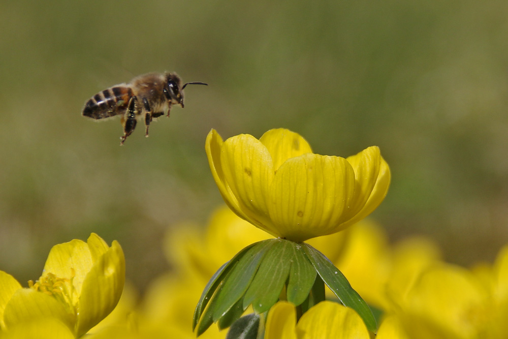 Biene im Anflug auf den Winterling