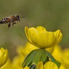 Biene im Anflug auf den Winterling