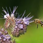 Biene im Anflug auf die Bienenweide