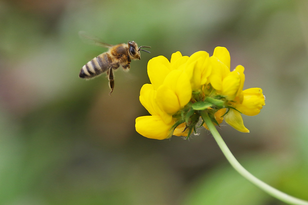 Biene im Anflug auf die Blüte