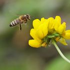 Biene im Anflug auf die Blüte