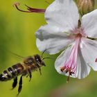 Biene im Anflug auf die Blüte