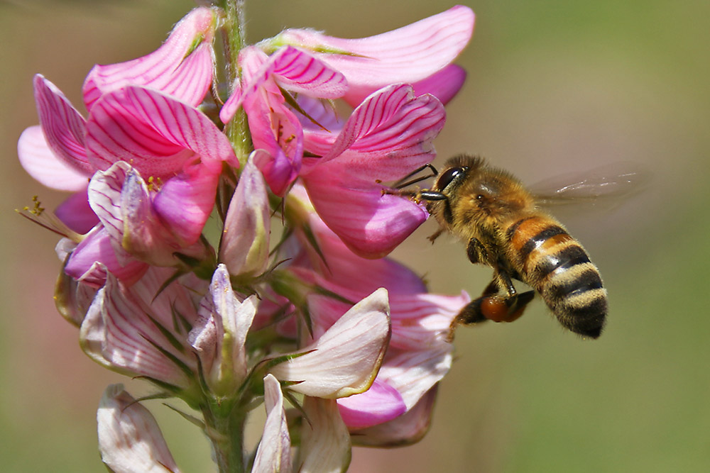 Biene im Anflug auf die Blüte