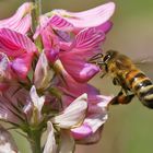 Biene im Anflug auf die Blüte