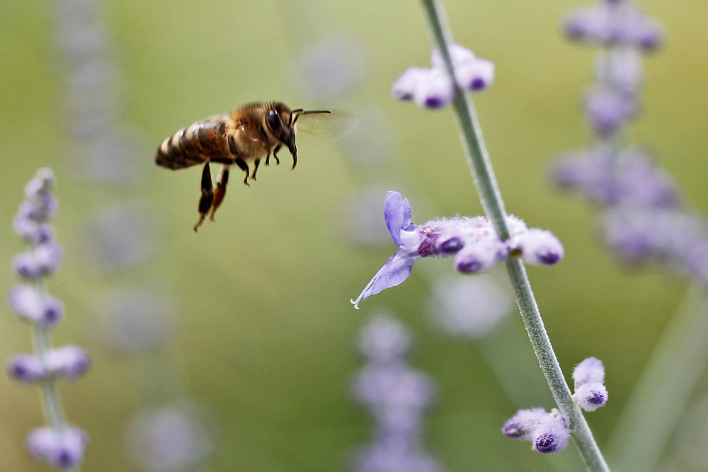 Biene im Anflug auf die Blüte