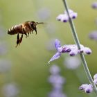 Biene im Anflug auf die Blüte