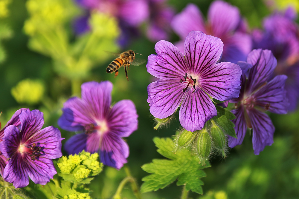 Biene im Anflug auf die Blüten