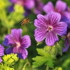 Biene im Anflug auf die Blüten