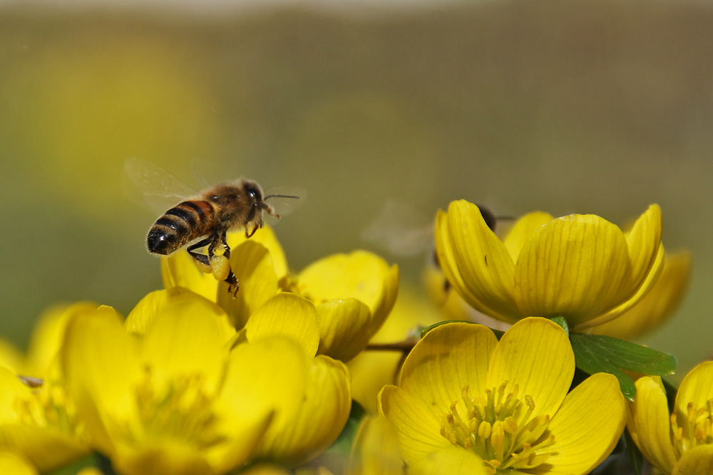 Biene im Anflug auf die Blüten