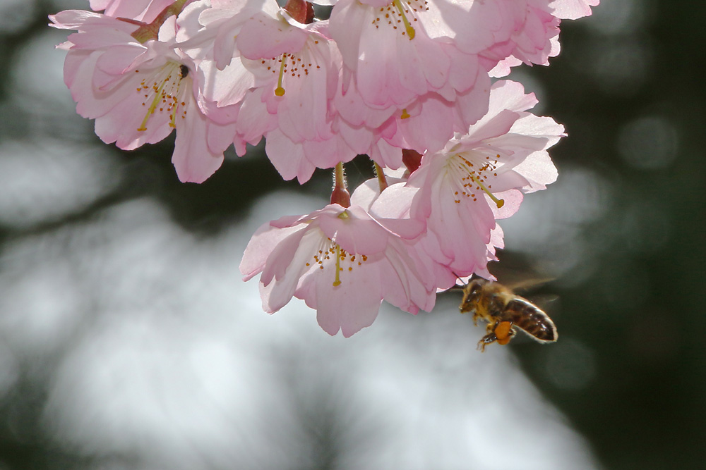 Biene im Anflug auf die Blüten
