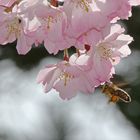 Biene im Anflug auf die Blüten