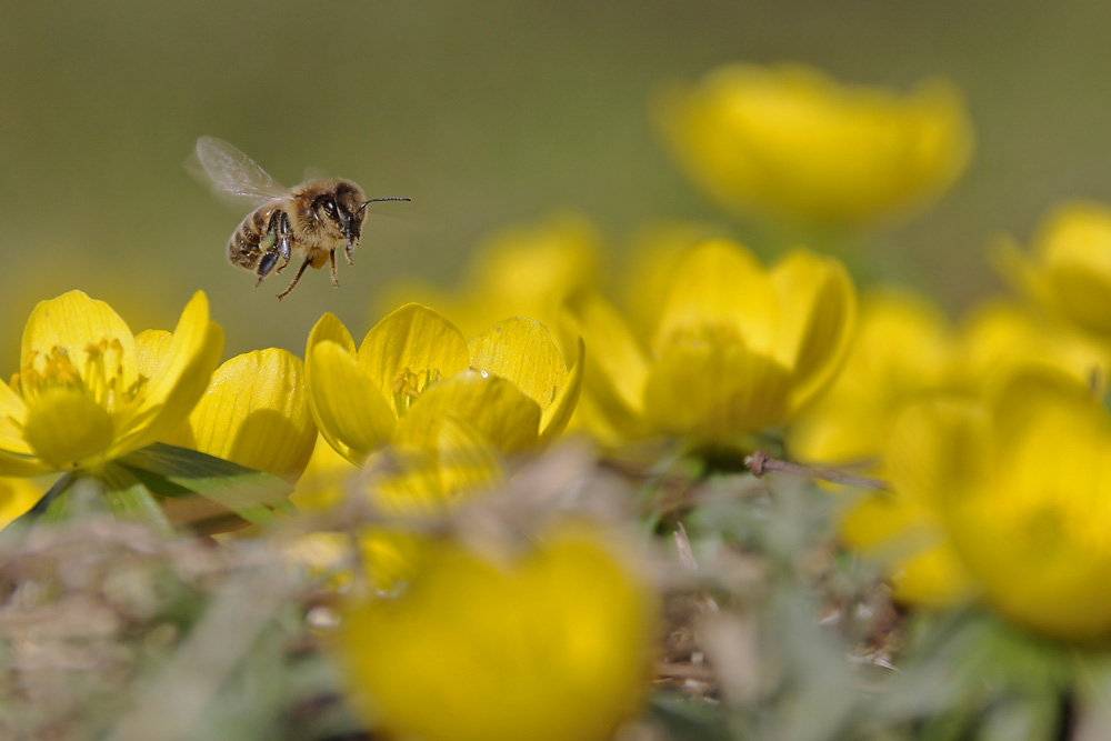 Biene im Anflug auf die Blütenpracht