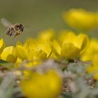Biene im Anflug auf die Blütenpracht