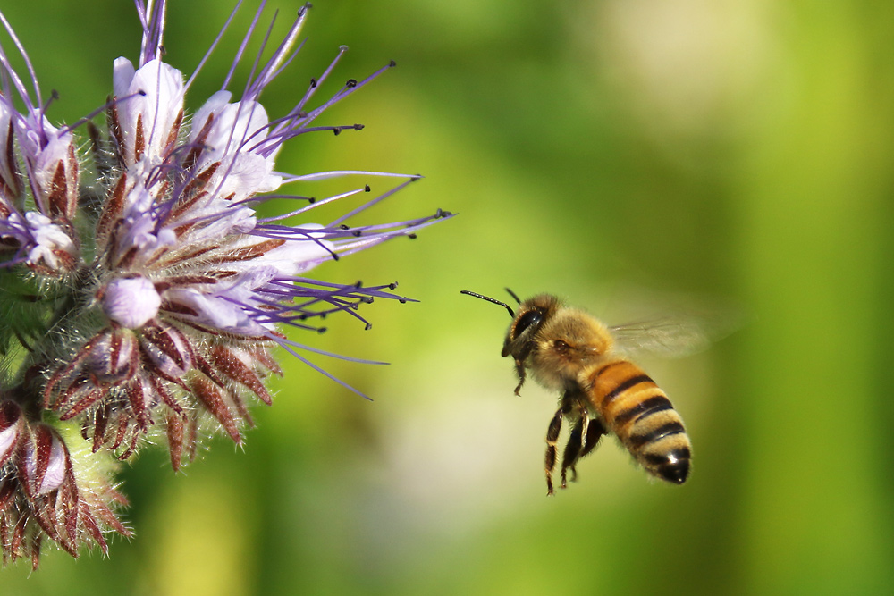 Biene im Anflug auf die Büschelblume