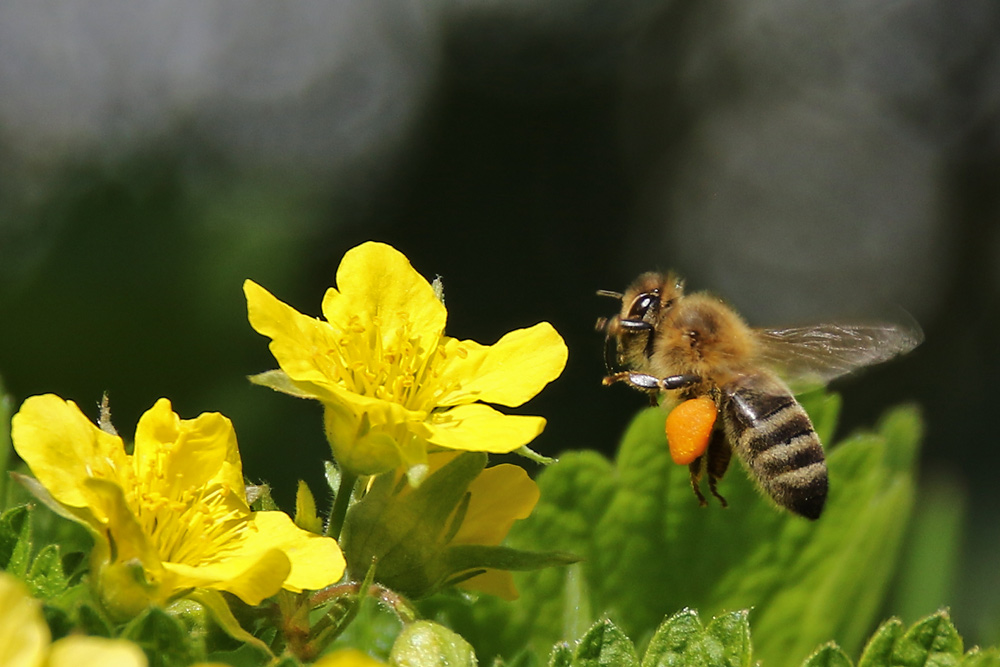 Biene im Anflug auf die gelbe Blüte