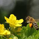 Biene im Anflug auf die gelbe Blüte