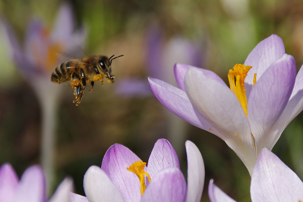 Biene im Anflug auf die Krokusblüte