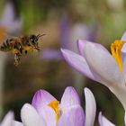 Biene im Anflug auf die Krokusblüte