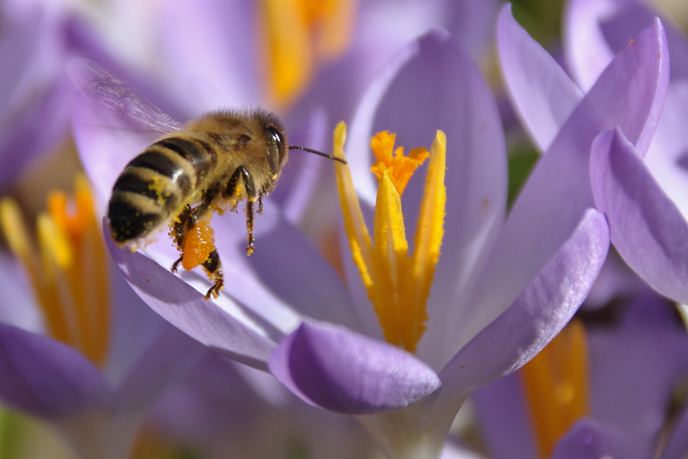 Biene im Anflug auf die Krokusblüte