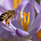 Biene im Anflug auf die Krokusblüte