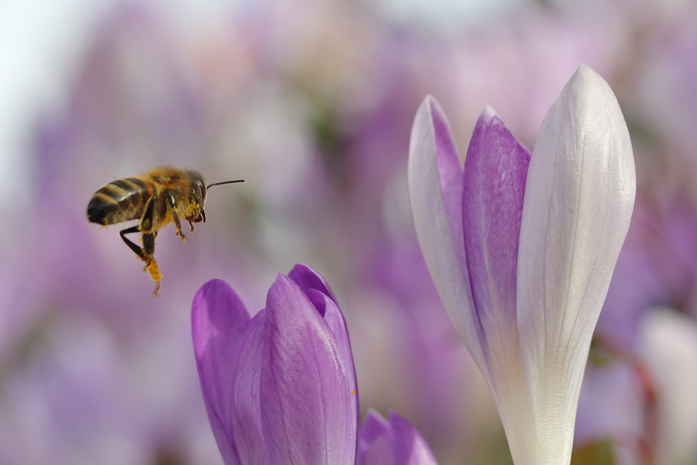 Biene im Anflug auf die Krokusblüten