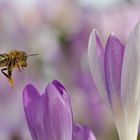 Biene im Anflug auf die Krokusblüten