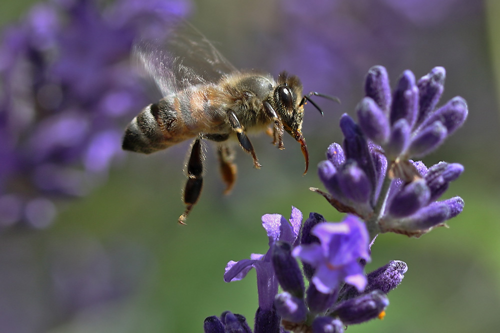 Biene im Anflug auf die Lavendelblüte