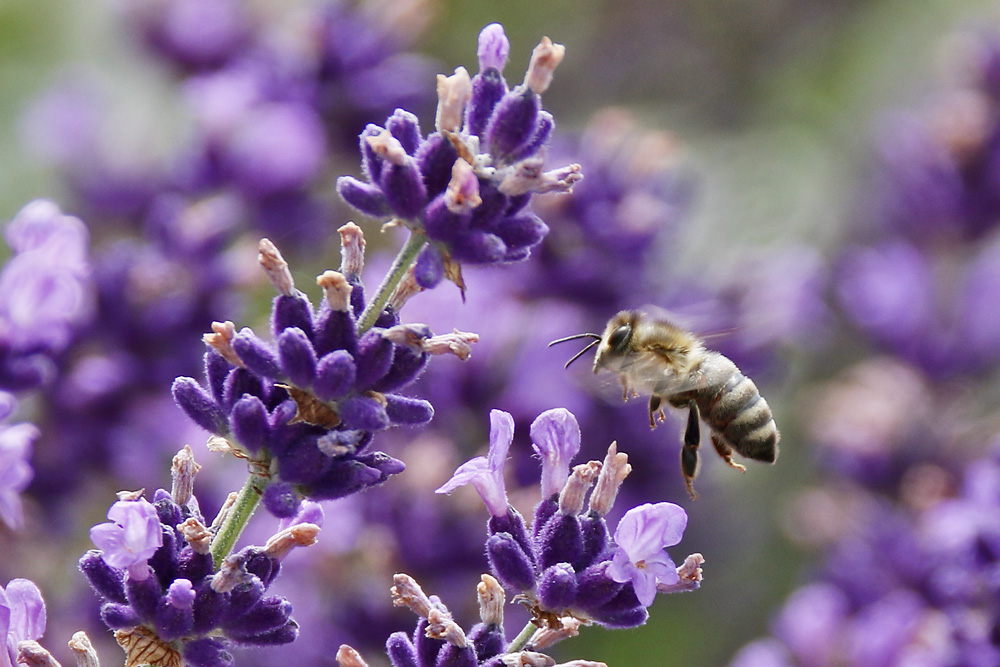 Biene im Anflug auf die Lavendelblüte