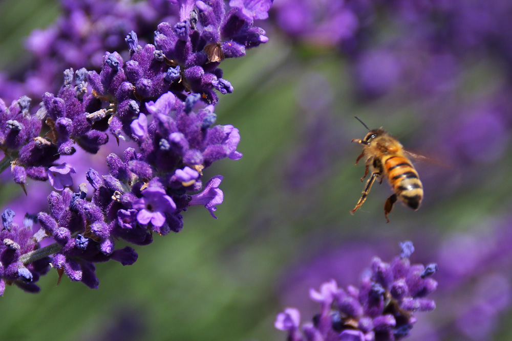 Biene im Anflug auf die Lavendelblüte