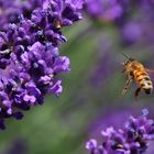 Biene im Anflug auf die Lavendelblüte