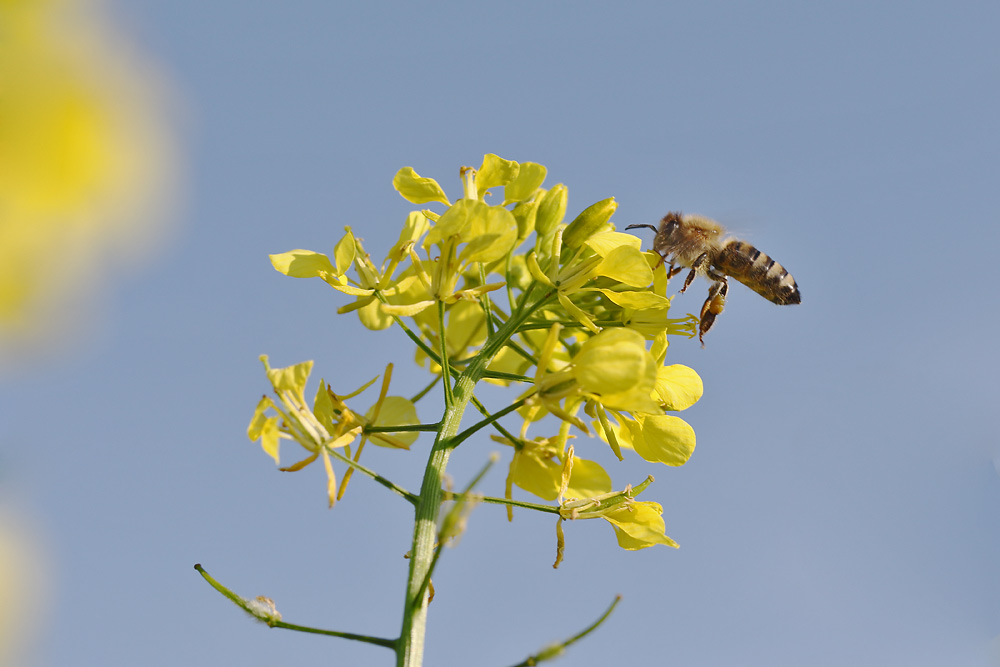 Biene im Anflug auf die Rapsblüte