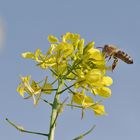 Biene im Anflug auf die Rapsblüte