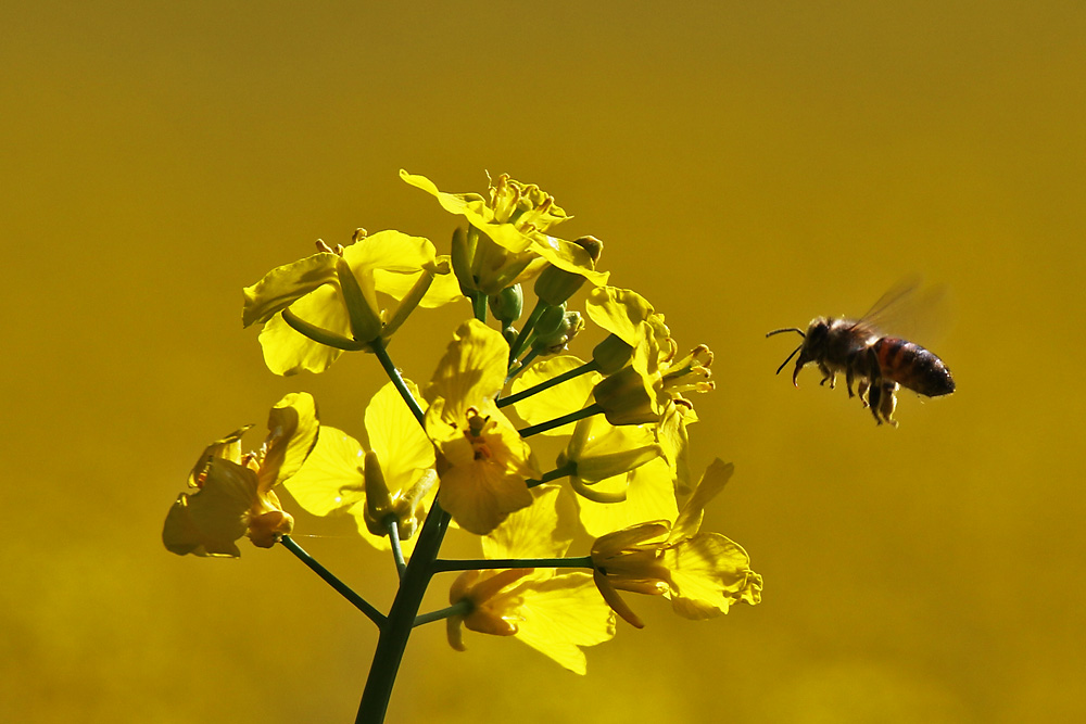 Biene im Anflug auf die Rapsblüte