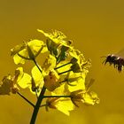 Biene im Anflug auf die Rapsblüte